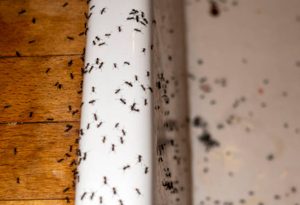  Bull Run Mountain Estates, VA Pest Control Pros