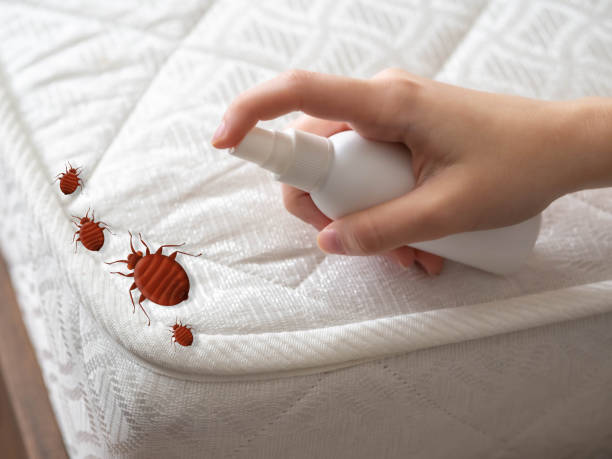 Best Insect Control  in Bull Run Mountain Estates, VA