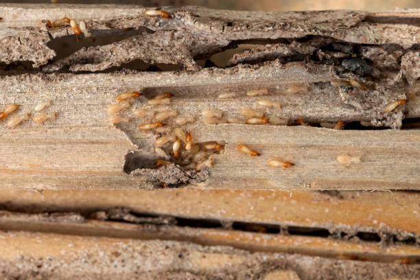 Best Pest Inspection Near Me  in Bull Run Mountain Estates, VA